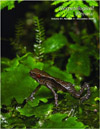 Martínez-Silvestre, A., Trochet, A., Calvez, O., Poignet, M., Le Chevalier, … & Bosch, J. Presence of the fungus Batrachochytrium dendrobatidis, but not Batrachochytrium salamandrivorans, in wild pyrenean brook newts (Calotriton asper) in Spain and France. (2020). Herpetological Review 51: 738-743.