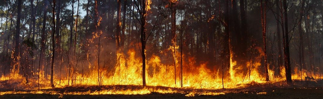 Lecciones aprendidas en el gran incendio del Occidente: lo que quedó tras el mayor desastre forestal de Asturias