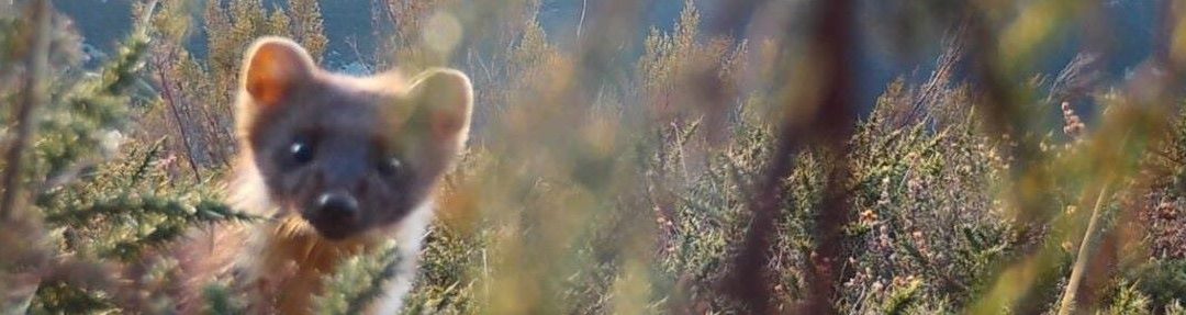 El Instituto Mixto de Investigación en Biodiversidad celebra con éxito su primer concurso de fotografía, enfocado en la biodiversidad.